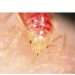 Everything you ever wanted to know about Bed Bugs