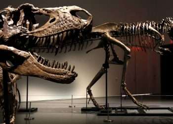 Complete fossilised skeleton of gorgosaurus to fetch up to £7m at auction