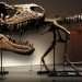 Complete fossilised skeleton of gorgosaurus to fetch up to £7m at auction