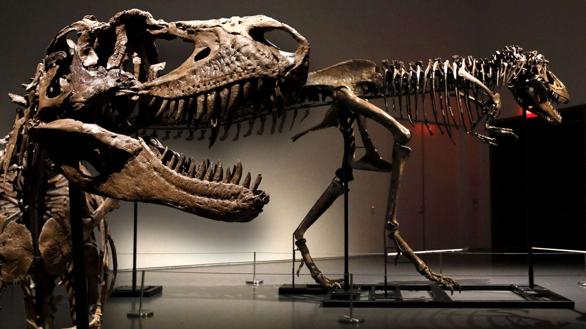 Complete fossilised skeleton of gorgosaurus to fetch up to £7m at auction