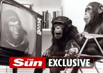 Zoo monkeys tune into Amazon-style media system to see if they prefer music or videos