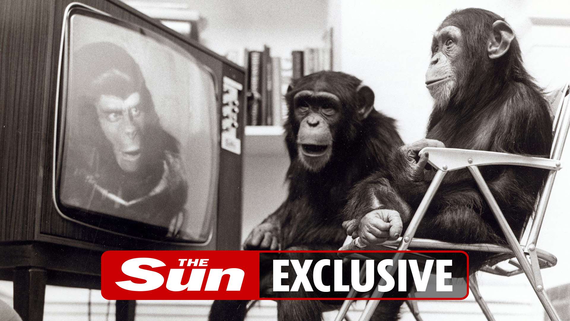 Zoo monkeys tune into Amazon-style media system to see if they prefer music or videos