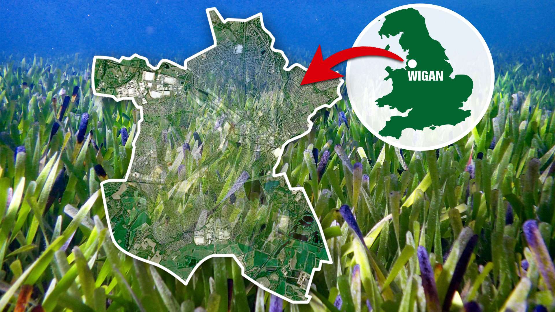 World’s biggest plant discovered under the sea in Australia is same size as WIGAN