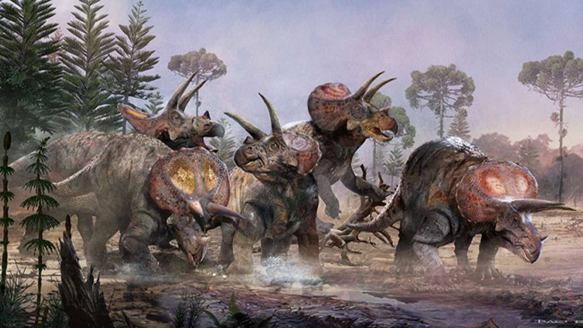 Mystery grave of five giant triceratops ‘buried in same spot’ found as scientists reveal tragic way they died