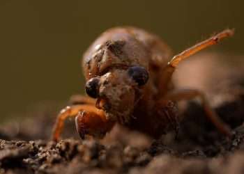 ‘Stranger than science fiction’ STD making bugs’ private parts fall off weeks before ‘once-per-221-years’ mating frenzy