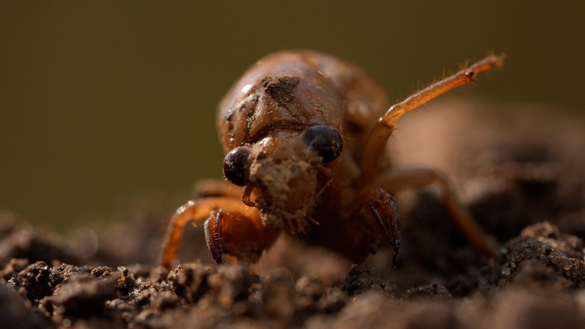 ‘Stranger than science fiction’ STD making bugs’ private parts fall off weeks before ‘once-per-221-years’ mating frenzy