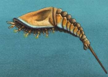 Creepy alien-like creature is oldest ancestor of spiders and scorpions ever found and lived 505 million years ago