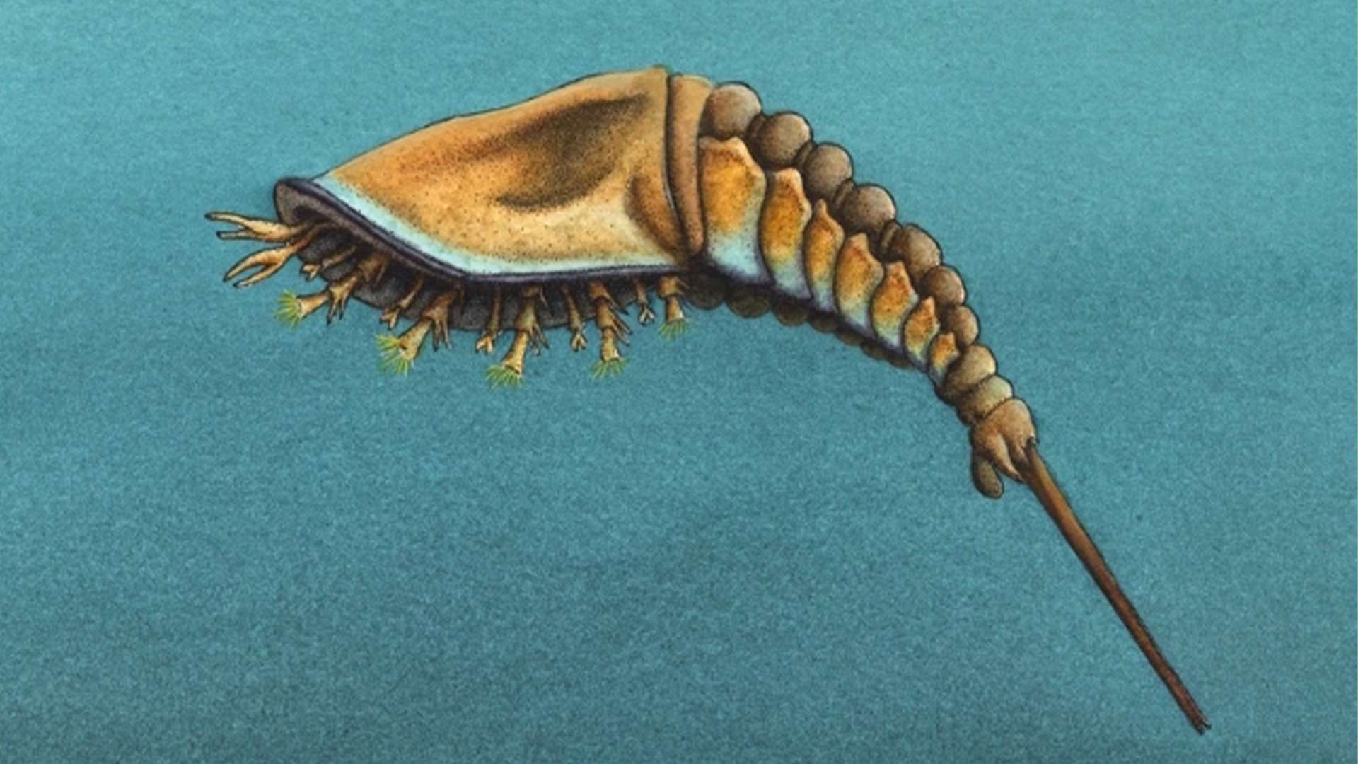 Creepy alien-like creature is oldest ancestor of spiders and scorpions ever found and lived 505 million years ago