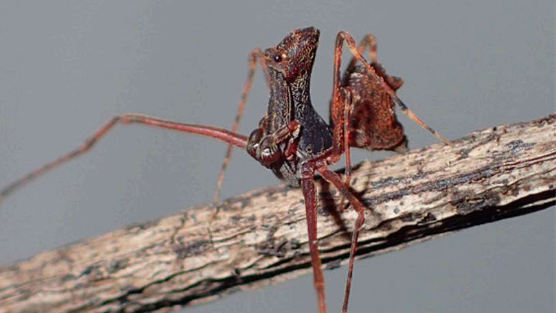 New species of ‘assassin spider’ with ‘spear-like’ legs discovered for first time – researchers stumbled on 8 at a park