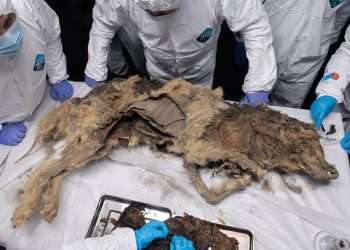 Autopsy of 44,000-year-old WOLF frozen solid with its last meal still in its stomach could unearth ancient super-viruses