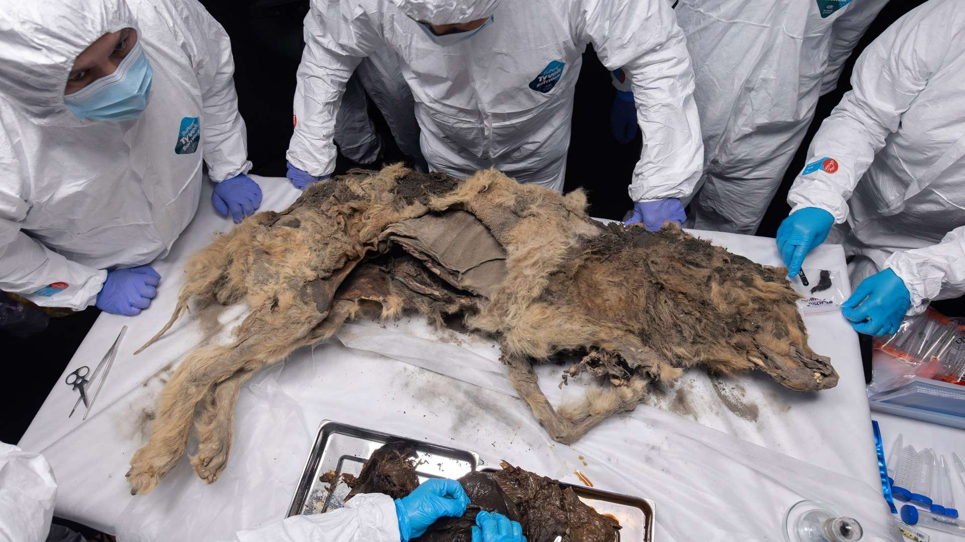 Autopsy of 44,000-year-old WOLF frozen solid with its last meal still in its stomach could unearth ancient super-viruses