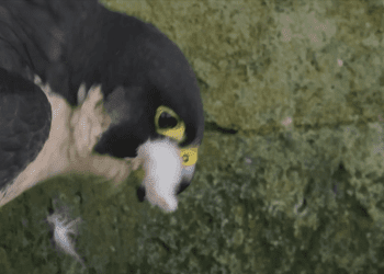 BBC Springwatch viewers demand age restriction as 'brutal' peregrine 'massacre' airs – real reason behind savage act