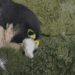 BBC Springwatch viewers demand age restriction as 'brutal' peregrine 'massacre' airs – real reason behind savage act