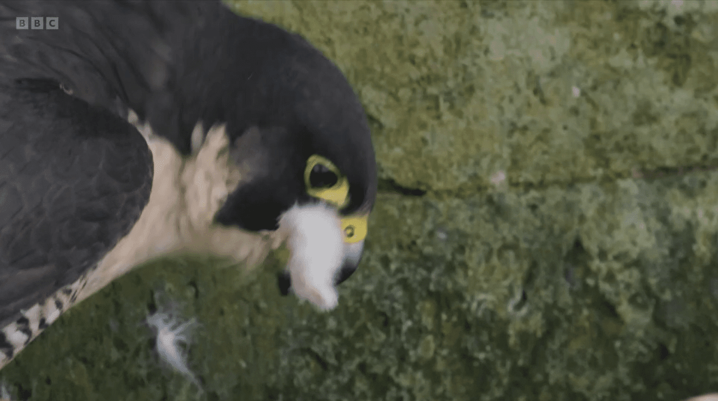 BBC Springwatch viewers demand age restriction as 'brutal' peregrine 'massacre' airs – real reason behind savage act