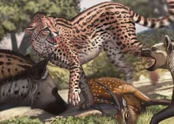 Biggest cheetah ever weighed 420lbs as million-year-old 'colossal cat' remains found – and mistaken for another beast