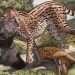 Biggest cheetah ever weighed 420lbs as million-year-old 'colossal cat' remains found – and mistaken for another beast