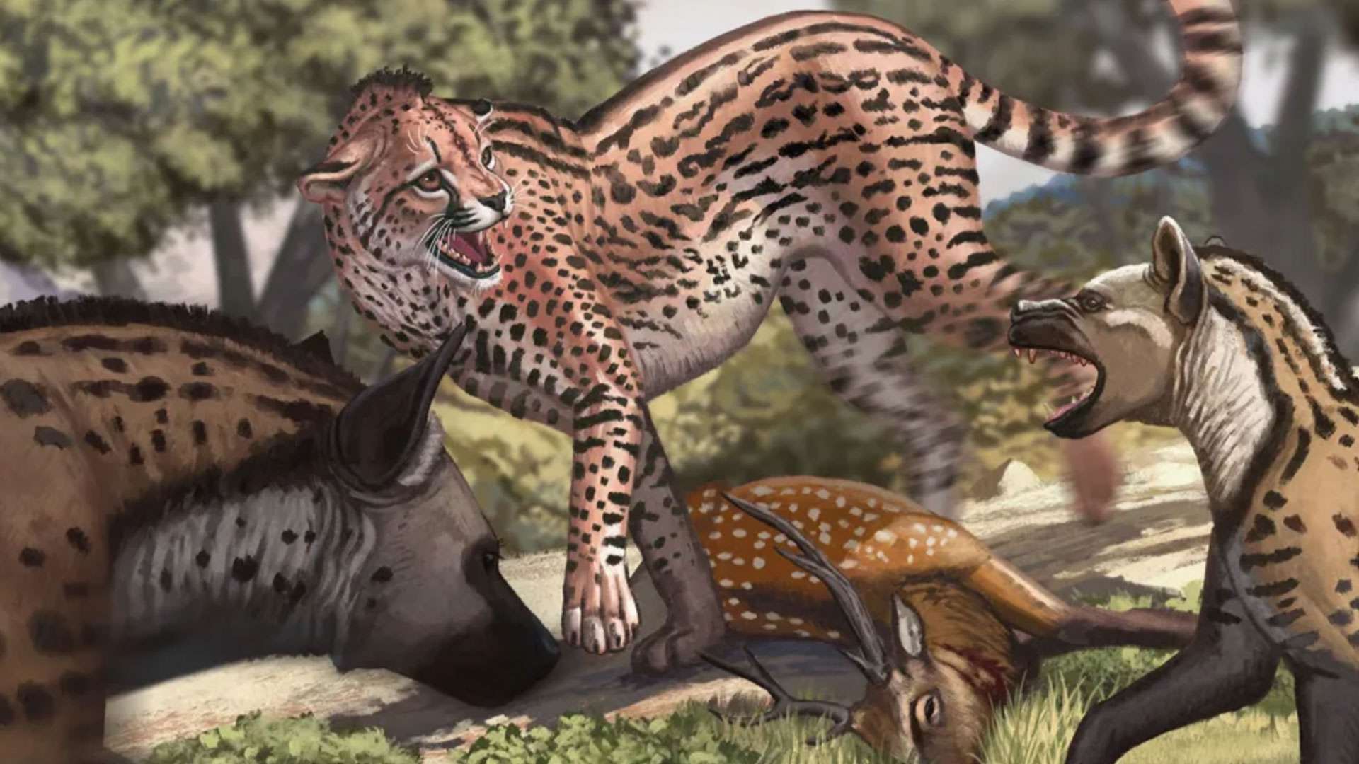 Biggest cheetah ever weighed 420lbs as million-year-old 'colossal cat' remains found – and mistaken for another beast