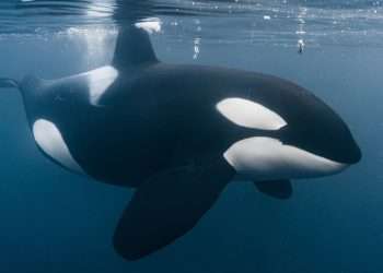 Boat-sinking killer whales aren't 'motivated by revenge' as scientists give new reason for violent orca attacks