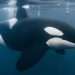 Boat-sinking killer whales aren't 'motivated by revenge' as scientists give new reason for violent orca attacks