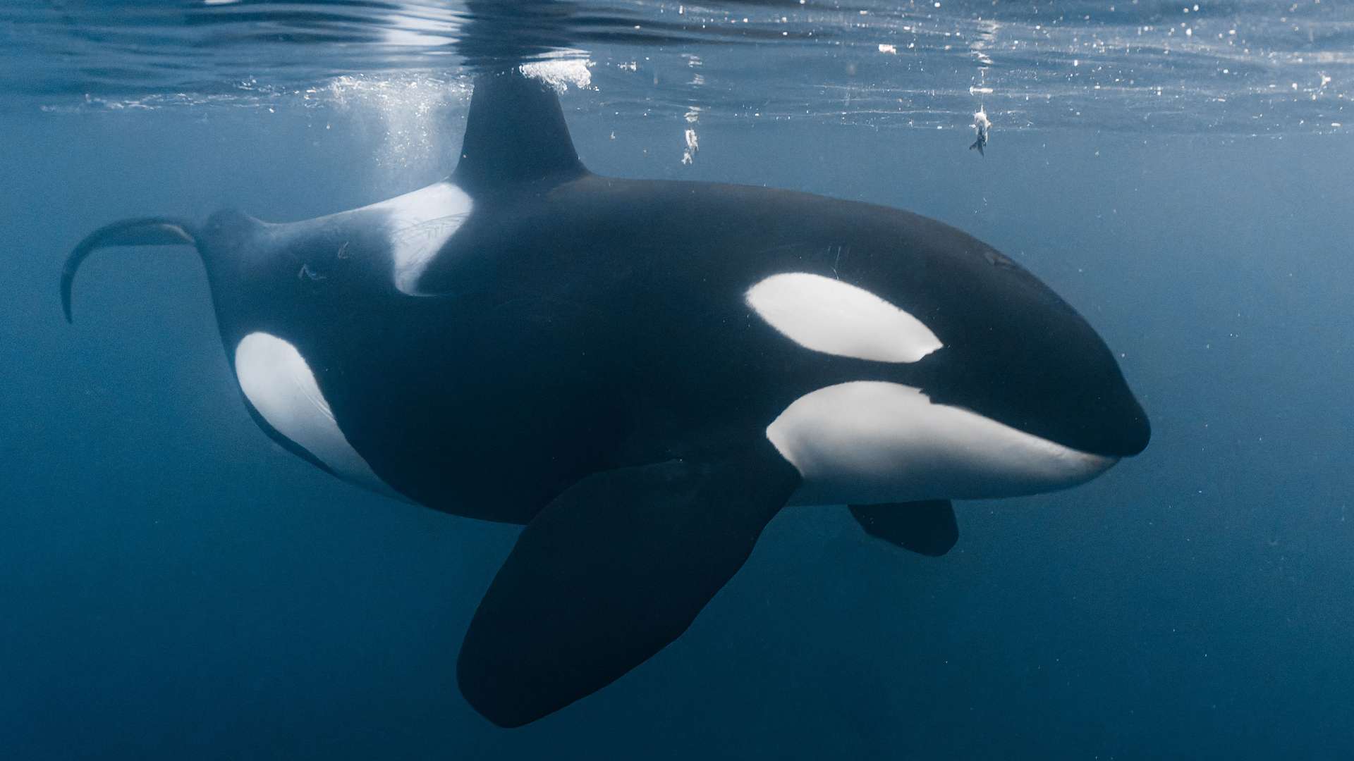 Boat-sinking killer whales aren't 'motivated by revenge' as scientists give new reason for violent orca attacks