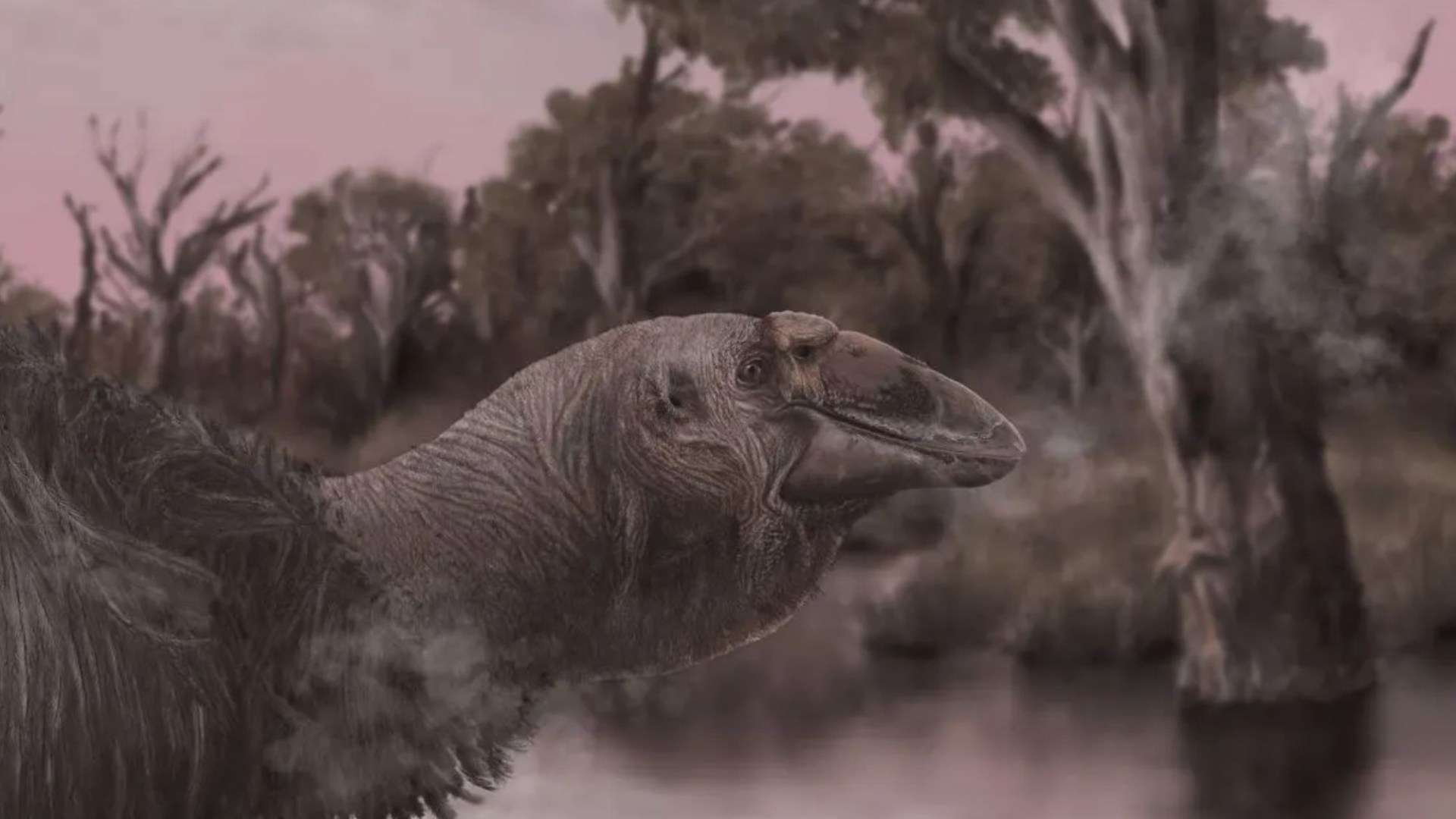 Giant 500-pound prehistoric geese once roamed Australian outback, experts reveal after discovering 'thunderbird' skull