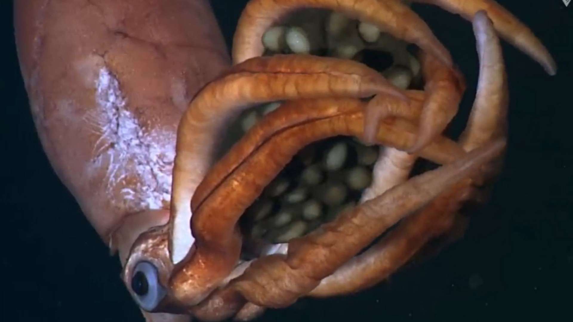 Incredible moment mysterious deep sea squid is spotted cradling giant eggs as experts uncover clue of a new species