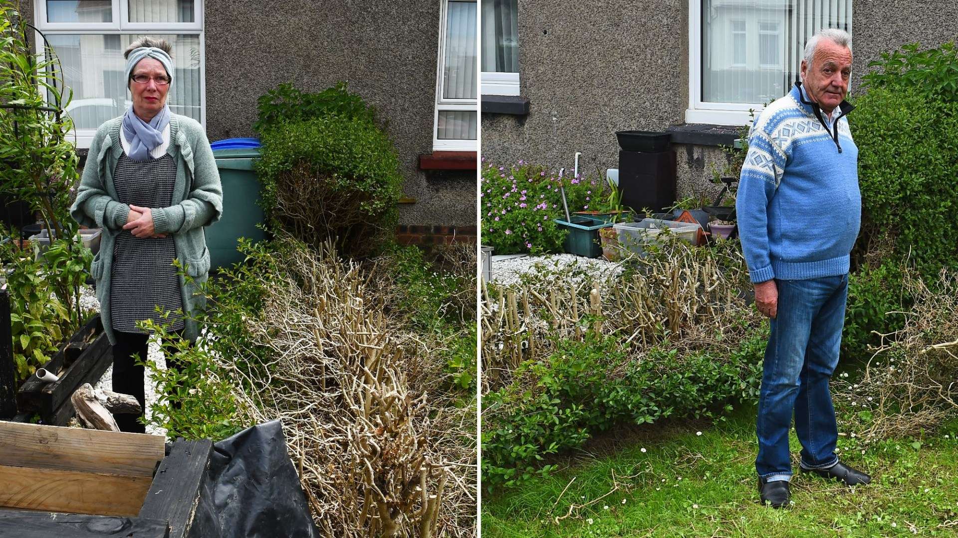 My neighbour ‘ripped up hedge’ as he claimed ‘it’s blocking our driveway’ – I feel council’s shunning me & need answers