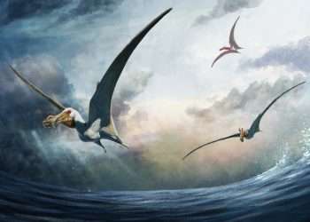 New species of 'fearsome' prehistoric flying reptile unearthed with wings as big as an entire giraffe