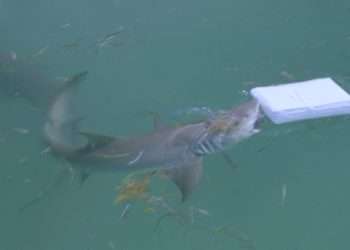 'Cocaine SHARKS' found prowling waters after being 'chronically exposed' to drugs dumped in ocean by narco smugglers