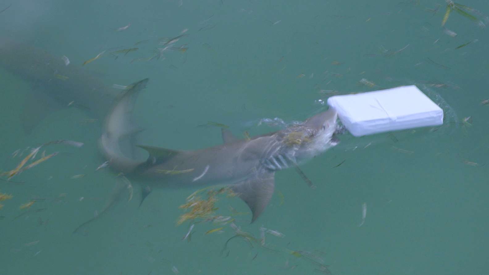 'Cocaine SHARKS' found prowling waters after being 'chronically exposed' to drugs dumped in ocean by narco smugglers