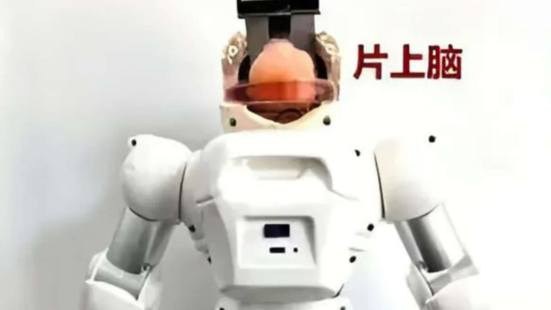 China builds robot with lab-grown HUMAN BRAIN dubbed ‘Organoid’ in Frankenstein experiment to create ‘hybrid machines’
