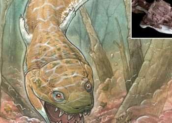 Giant swamp beast that existed before dinosaurs is discovered with a 2-foot long toilet seat-shaped head to suck in prey