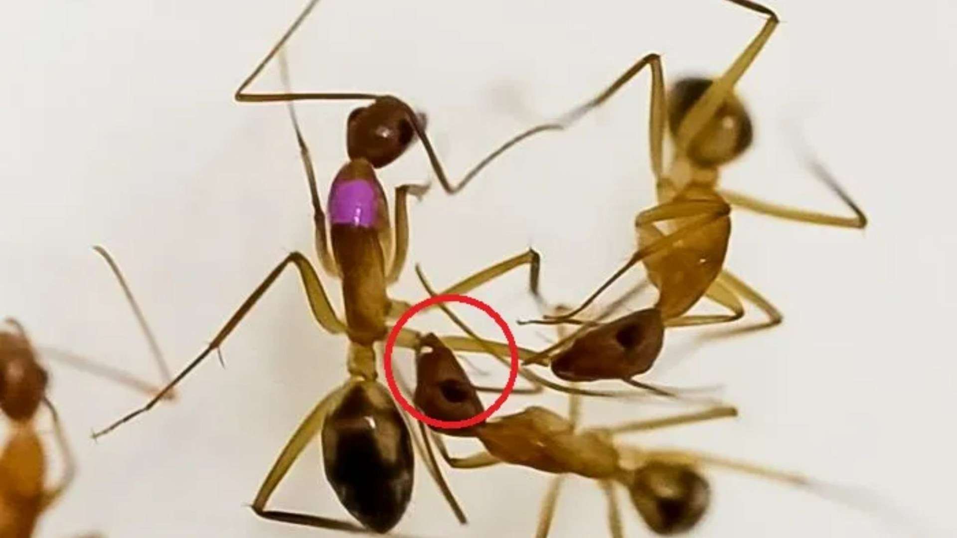 Incredible moment ants perform life-saving amputation on injured nest mates’ leg