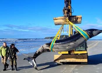 Incredible moment the world’s rarest whale that experts know ‘practically nothing’ about is found on a beach