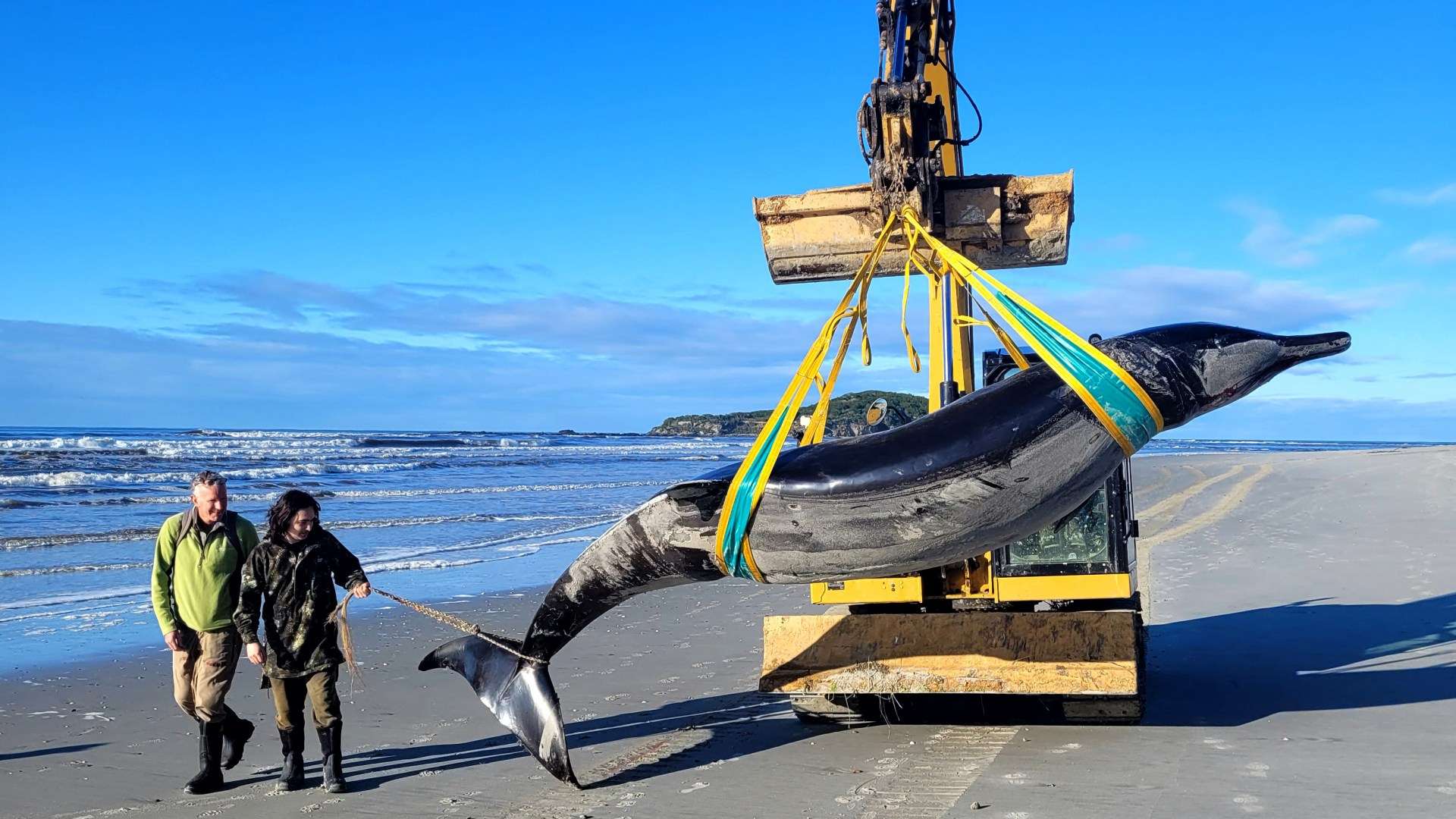 Incredible moment the world’s rarest whale that experts know ‘practically nothing’ about is found on a beach