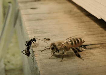 Incredible video shows honeybees SLAPPING ants with their wings & sending them flying in a new attempt to protect nests