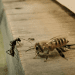 Incredible video shows honeybees SLAPPING ants with their wings & sending them flying in a new attempt to protect nests