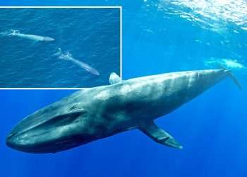 Rare footage reveals 'intimate private lives' of a blue whale nursing calf for the first time