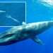 Rare footage reveals 'intimate private lives' of a blue whale nursing calf for the first time