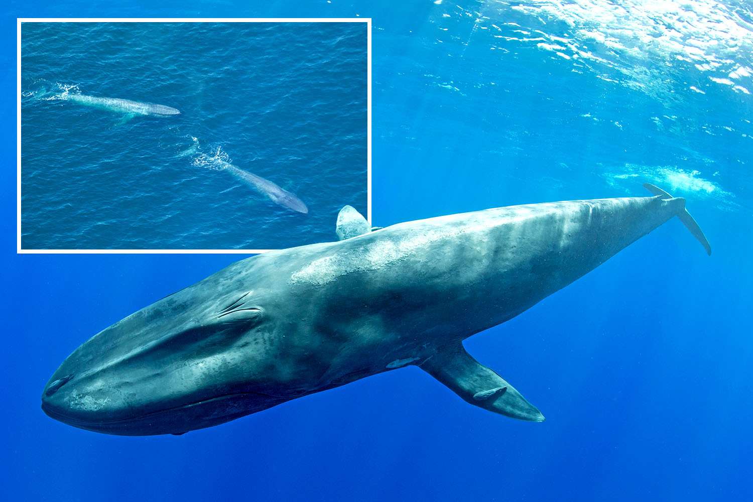 Rare footage reveals 'intimate private lives' of a blue whale nursing calf for the first time