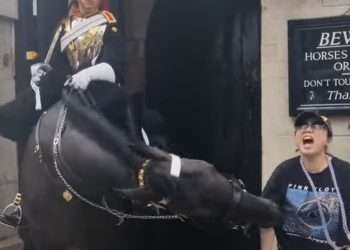 Shocking moment King’s Guard horse bites tourist on the arm so hard she faints to the ground in latest dramatic nip