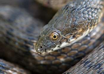 Snakes smear themselves in POO to put predators off eating them, experts reveal – but that's not their only gross trick