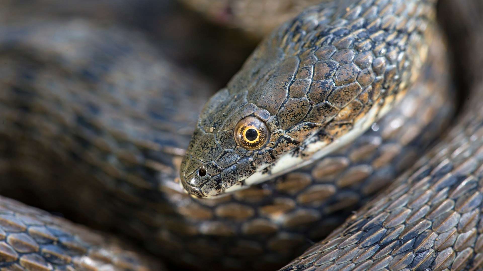 Snakes smear themselves in POO to put predators off eating them, experts reveal – but that's not their only gross trick