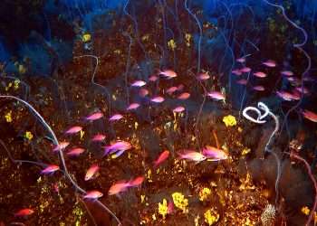 Sunken islands branded 'origin of Atlantis' as lost lands found on underwater mountain 1.4-miles below ocean surface