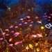 Sunken islands branded 'origin of Atlantis' as lost lands found on underwater mountain 1.4-miles below ocean surface