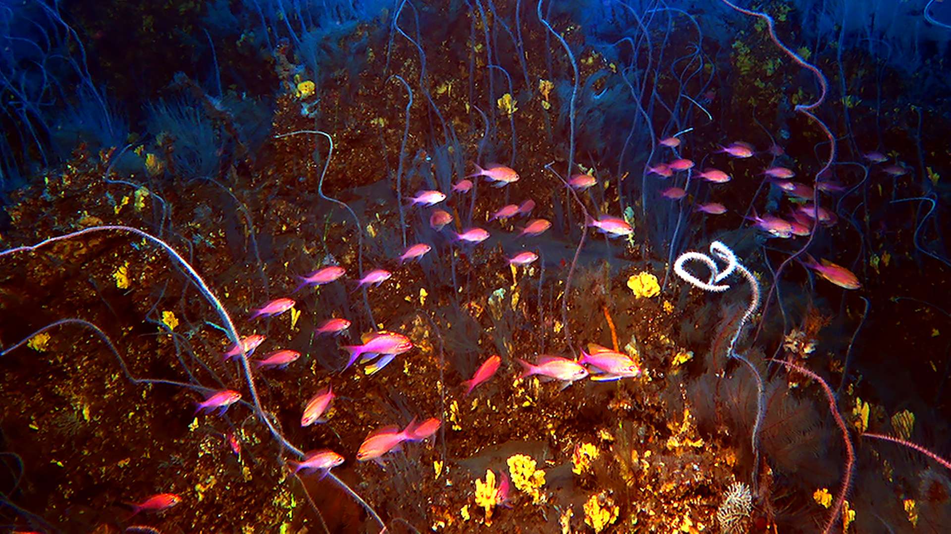 Sunken islands branded 'origin of Atlantis' as lost lands found on underwater mountain 1.4-miles below ocean surface