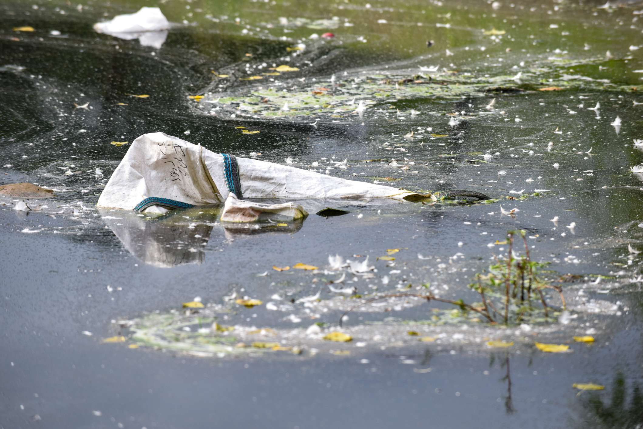 Alberto Costa: ‘My bill will tackle microplastics and protect our rivers’