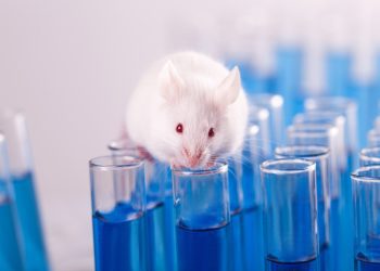 Irene Campbell: ‘It’s time to modernise research — that means leaving animals out of it’