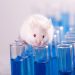 Irene Campbell: ‘It’s time to modernise research — that means leaving animals out of it’