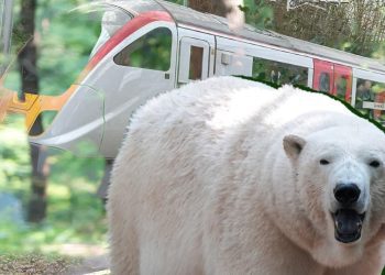The UK’s £12 train journey where you can see polar bears from your seat